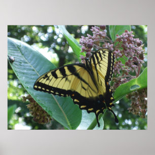 Poster Borboleta I de Swallowtail em Milkweed em Shenando