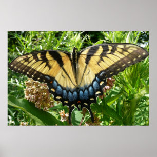Pôster Borboleta II de Swallowtail em Shenandoah