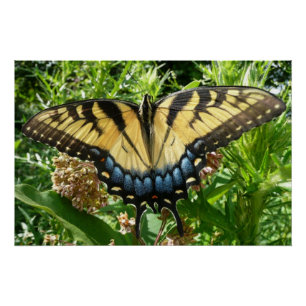 Pôster Borboleta II de Swallowtail em Shenandoah