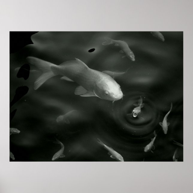 Pôster borboleta kois (Frente)