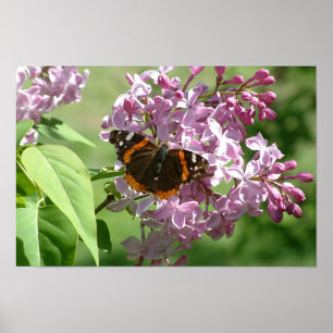 Poster Borboleta & Lilacs