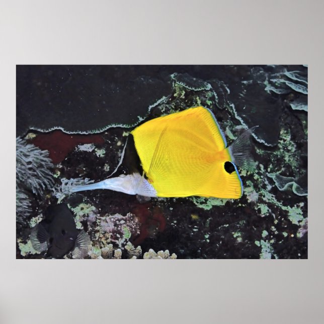 Poster Borboleta Longa (Frente)
