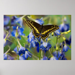 Poster Borboleta Manchada Xadrez Euphydryas Phaeton