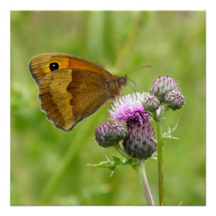 Pôster Borboleta Marrom Meadow