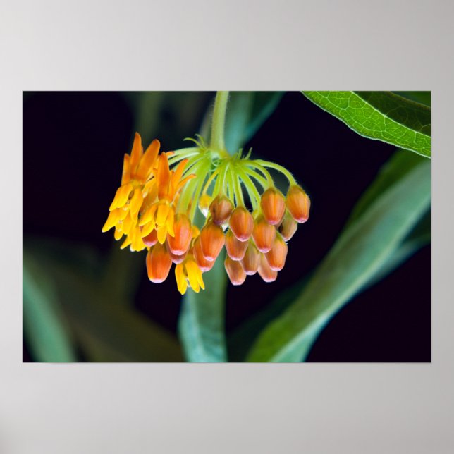 Poster Borboleta Milkweed Buds and Blooms (Frente)