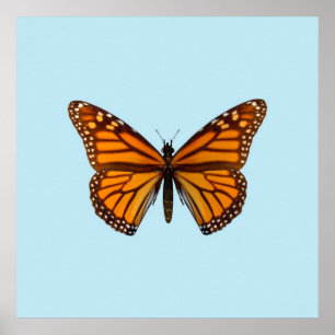 Pôster Borboleta Monarca