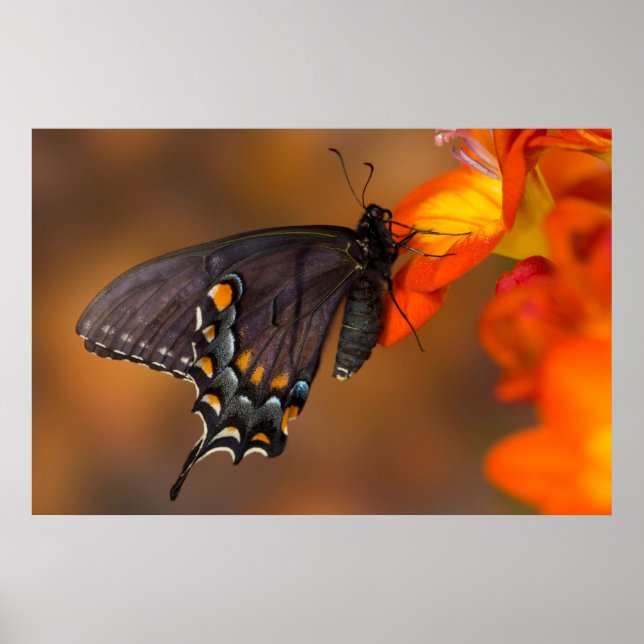 Poster Borboleta Monarca (Frente)