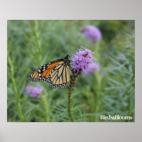 Borboleta Monarca