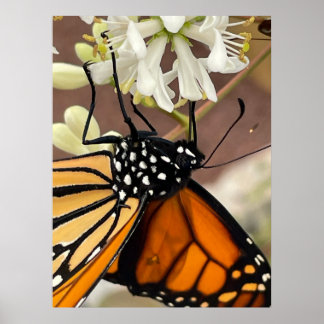 Poster Borboleta Monarca