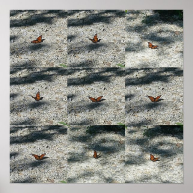 Pôster borboleta monarca (Frente)
