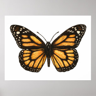 Poster Borboleta monarca
