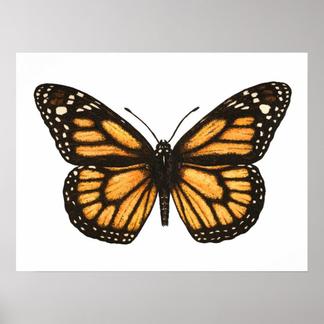 Poster borboleta-monarca (Frente)