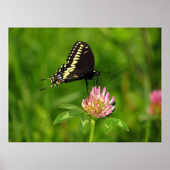 Poster Borboleta Monarca (Frente)