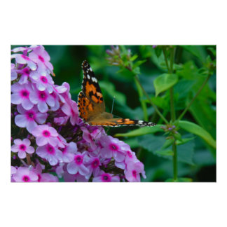 Pôster Borboleta Monarca