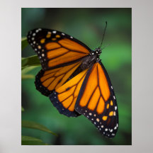 Borboleta Monarca