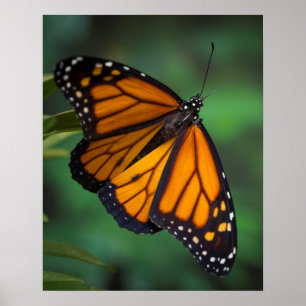 Poster Borboleta Monarca