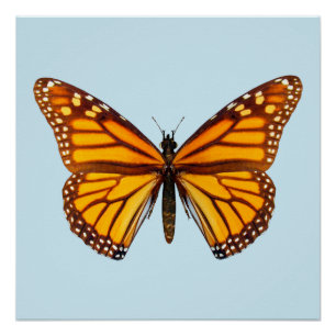 Pôster Borboleta Monarca