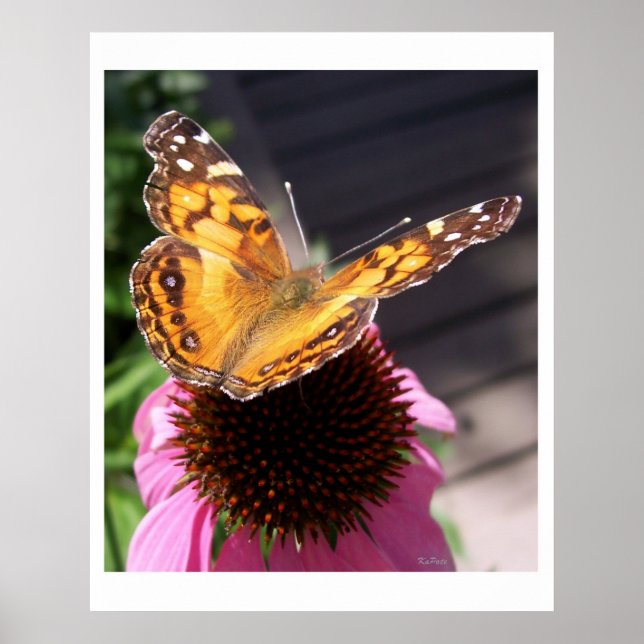 Poster Borboleta Monarca 2 (Frente)