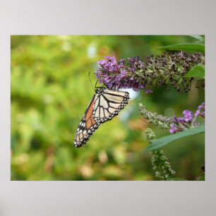 Poster Borboleta Monarca em Arbusto de Borboleta Roxa