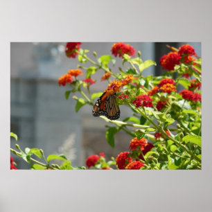 Poster Borboleta Monarca em Borboleta Vermelha Bush