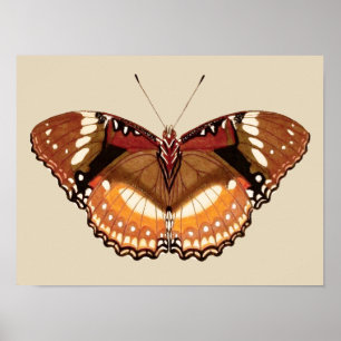 Poster Borboleta Monarca em Castanho, Ferrugem e Creme