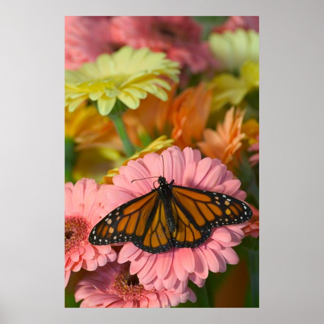 Poster Borboleta Monarca em Gerbera| Danaus Plexippus (Frente)