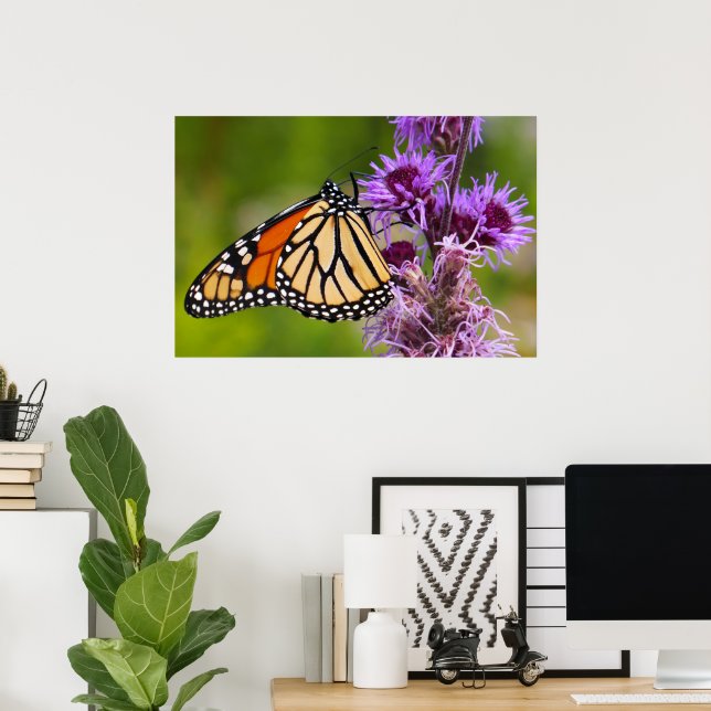 Poster Borboleta Monarca em Liatris (Escritório em casa)