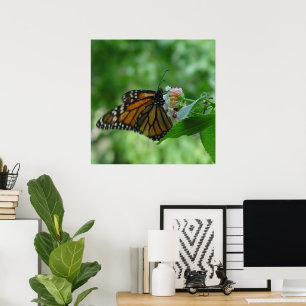Poster Borboleta Monarca Esvoaçante na Flor