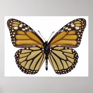 Poster Borboleta monarca isolada PNG