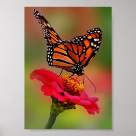 Poster Borboleta Monarca na Zinônia Rosa Brilhante