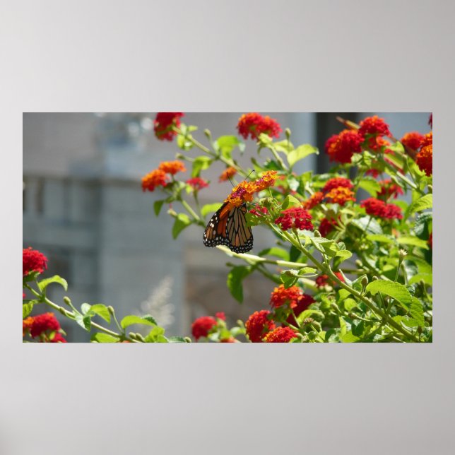 Poster Borboleta Monarca no Arbusto de Borboleta Vermelho (Frente)