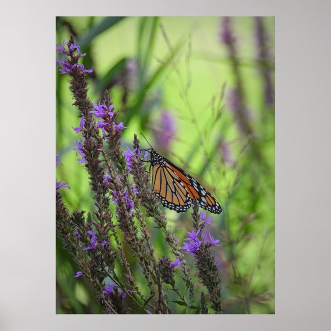 Poster Borboleta Monarca se fecha em flores roxas (Frente)