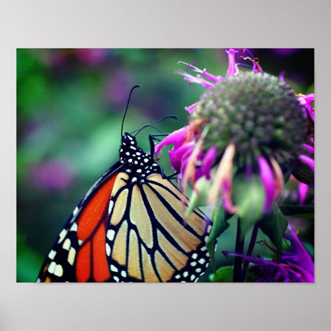 Poster Borboleta Monarca Sobre Flor Fechar (Frente)