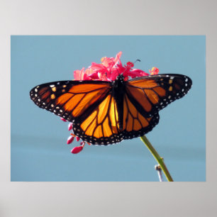 Poster Borboleta Monarch 6066
