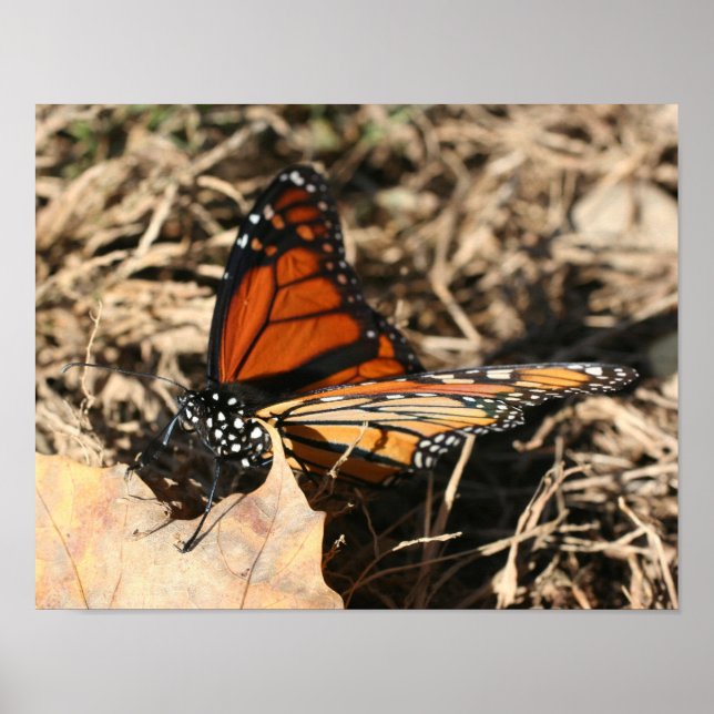 Poster Borboleta Monarch Possuindo Natureza (Frente)