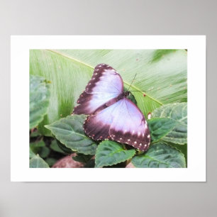 Poster Borboleta morfo azul