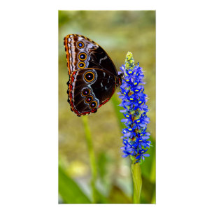 Pôster Borboleta morfo azul em uma orquídea marsh