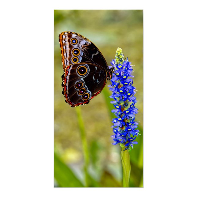 Pôster Borboleta morfo azul em uma orquídea marsh (Frente)