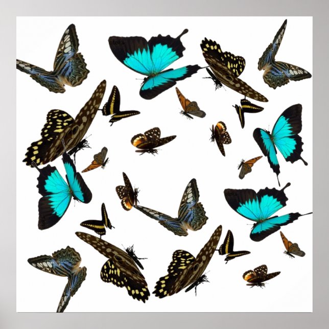 Pôster Borboleta multiPoster 24X24" (Frente)