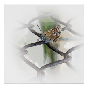 Pôster borboleta na cerca