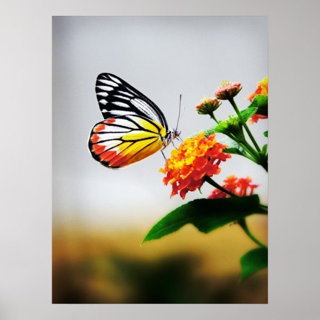 Poster Borboleta na flor (Frente)