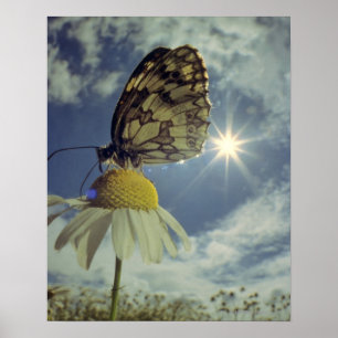 Poster Borboleta na flor da camomila com sol,