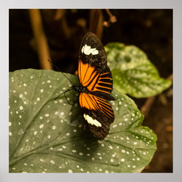 Poster Borboleta na Folha