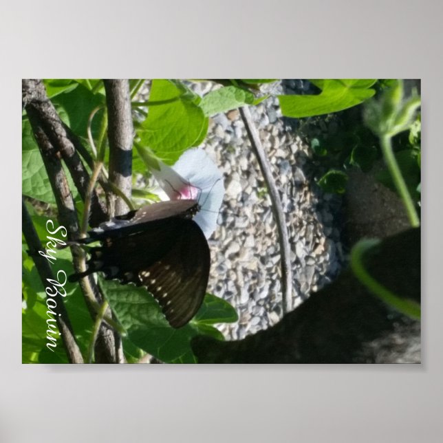 Pôster borboleta na glória matinal (Frente)