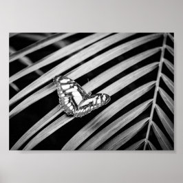 Poster Borboleta Natureza Insetos Preto e Branco