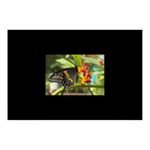 Borboleta Negra