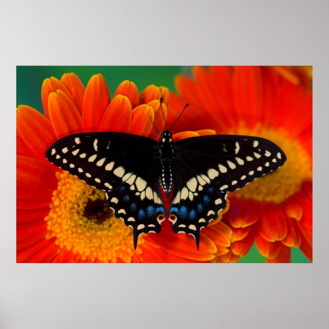 Poster Borboleta Negra de Swallowtail na Gerberia Daisy (Frente)