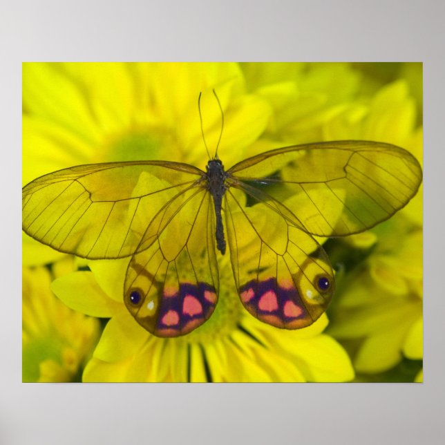 Pôster Borboleta no Amarelo (Frente)