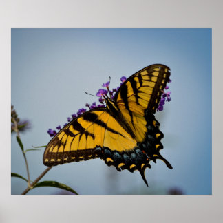 Pôster Borboleta no céu