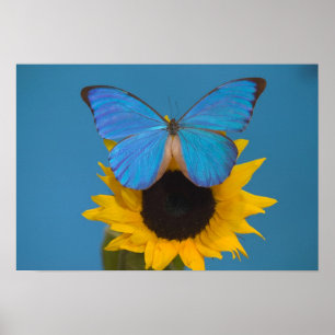 Poster Borboleta no Girassol